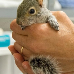 Person holding a baby squirrel