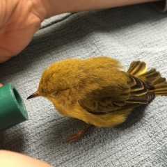 Tiny bird breathing oxygen