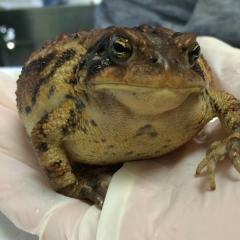 A person holding a toad wearing gloves