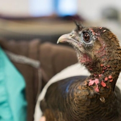 turkey in clinic recovering 