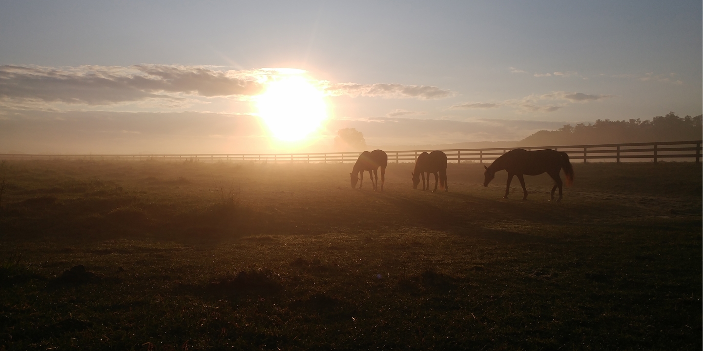 horses in a pasture