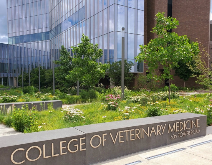 Cornell University College Of Veterinary Medicine