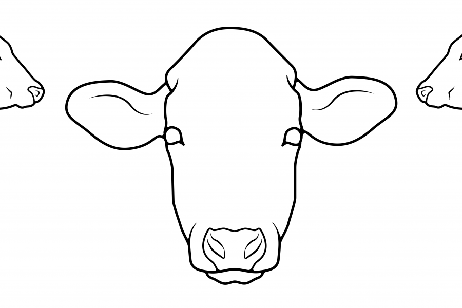 Drawing of a bovine head