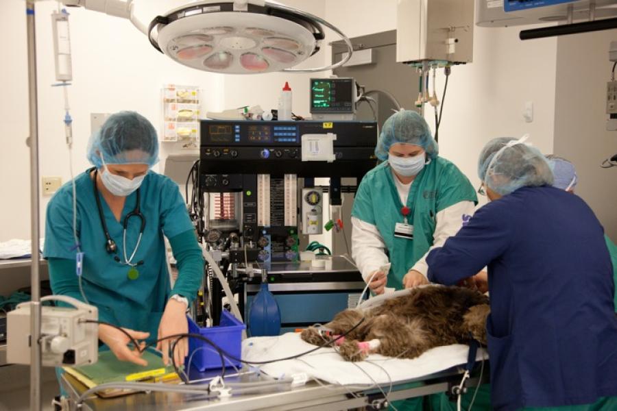 Animal anesthesia 2024