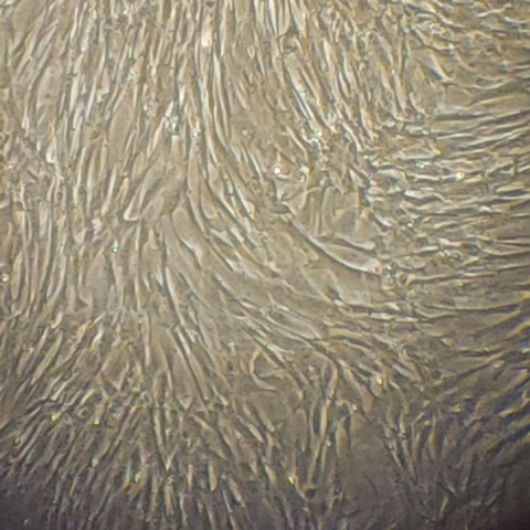 A view of regenerative cells under a microscope