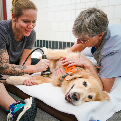 A golden retriever in the sports medicine treatment area