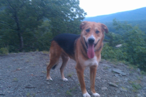 A smiling mixed breed dog on a mountain