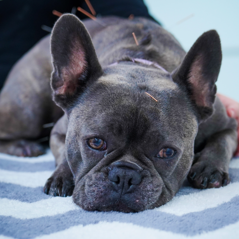 A French bulldog relaxes on a cushion