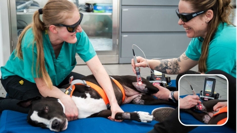 A dog undergoing laser therapy, with an inset photo showing the tech up close