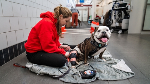 A bulldog relaxing while an LVTs applies cryocompression