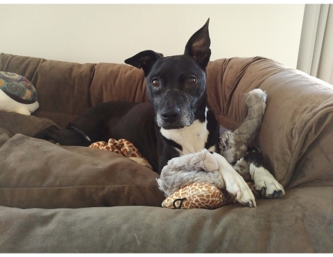 Dog Finn cuddling on the couch with a toy