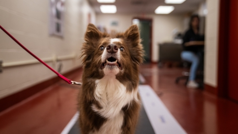 A collie gazes up at the camera