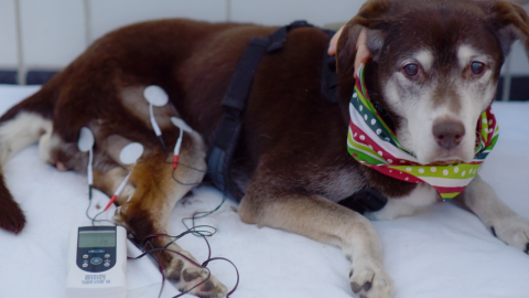A comfortable dog hooked up to high-tech assessment equipment