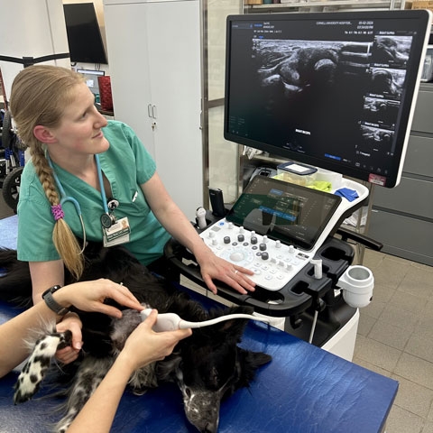 A comfortable dog lying down as two LVTs do an ultrasound