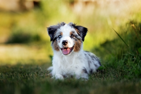 A young tri-colored puppy sits in the grass in the shade. 