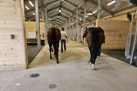 horses in the new equine park facility