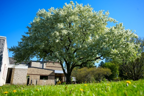 Photo of tree outside Baker. 