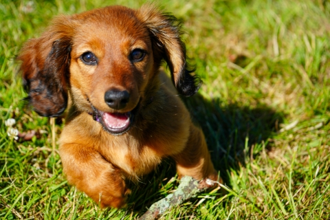 Tootsie the long-haired Dachshund plays in the grass at Baker. 