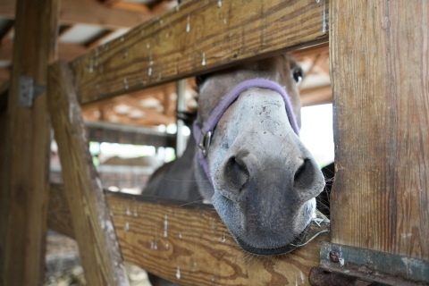 A brown horse inside a fence at the the McConville Barn. 