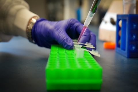 A hand with a purple glove works in a lab at the Baker Institute