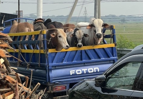 Cattle in the back of a truck