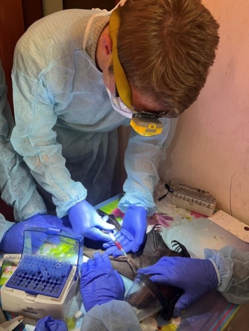 Student drawing blood from a bat