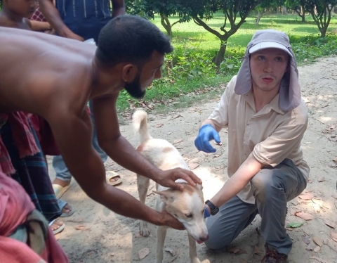 people drawing a blood sample from a street dog