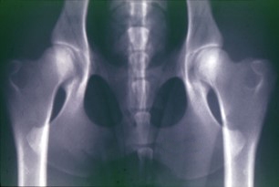 An x-ray of a lab's hips in good condition. 