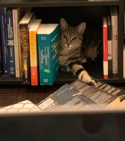 A cat sits inside a bookshelf. 