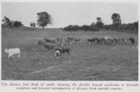 A black and white photo of a field with animals grazing.