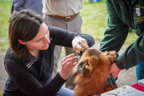 A woman with dark hair swabs a dog at the Wine COuntry Dog Show. 