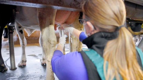 Student milking a cow as part of lab work