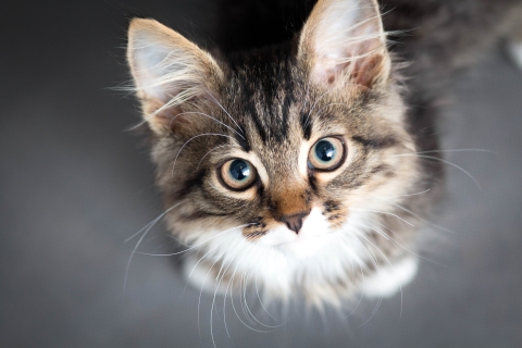 little fluffy kitten on a gray background