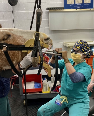 Dr. Alexa Wright examining horse