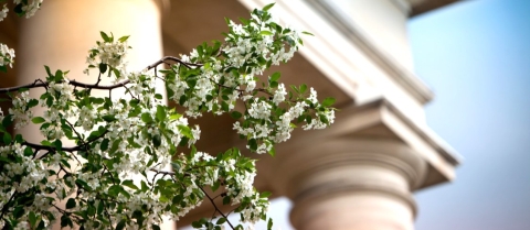 White flowers and green leaf branch blossom in front of a building