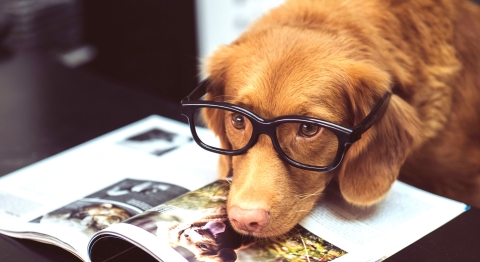 A golden Retriever wearing glasses and laying on a magazine 