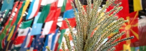 A cluster of  world flags blurred in the background of a wheat plant