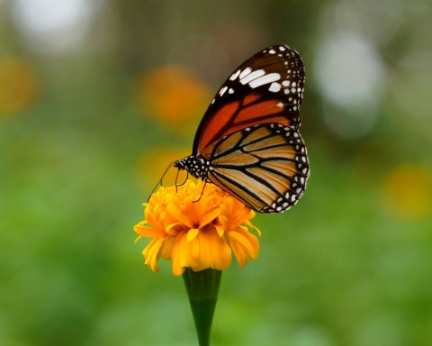 A butterfly on an orange flower