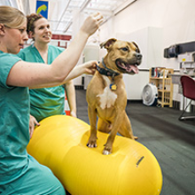 A dog on a yellow peanut exercise ball