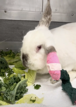 A white rabbit recovering from surgery eating greens