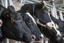 Close up of dairy cows