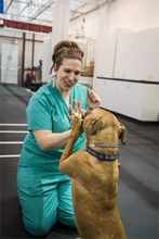 An LVT gives a dog a high-five