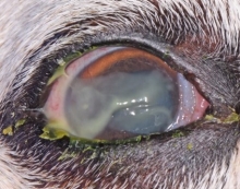 Picture of a diseased dog eye. 