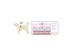 Small dog graph