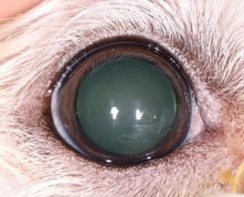 Picture of a normal eye