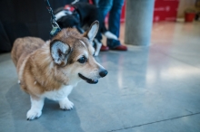 A small corgi waiting patiently in the CVM atrium