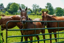 A trio of horses look on near the Kleberg Barn at the Baker Institute.