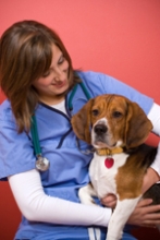 vet with a beagle