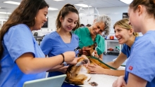 Veterinarians and students examining a beagle