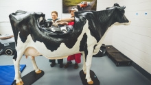 Teacher and student preparing a life-sized cow model for teaching